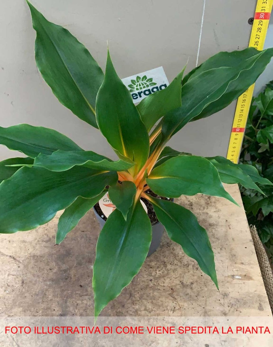 CHLOROPHYTUM GREEN ORANGE VASO 14CM