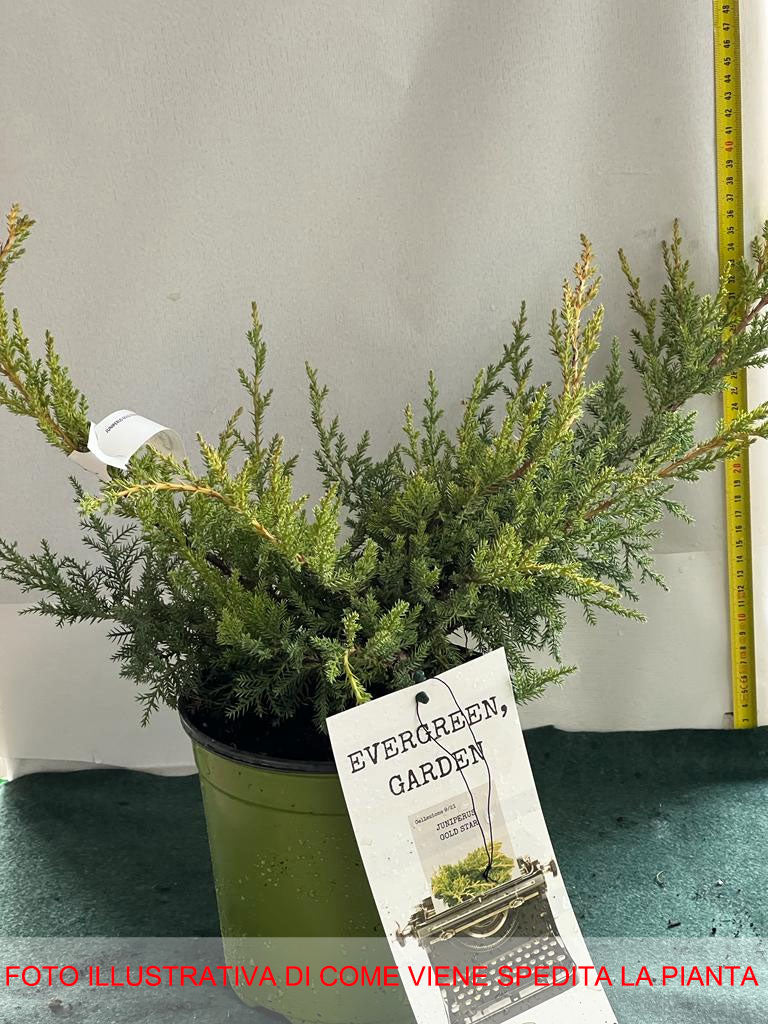 JUNIPERUS GINEPRO GOLD STAR IN VASO 18CM