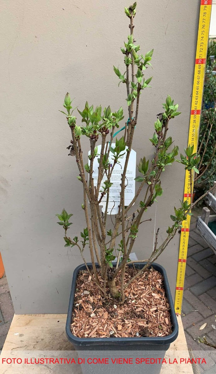 SYRINGA LILLA' KATHERINE HAVEMEYER IN VASO 26CM