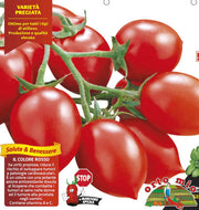6 PIANTE IN PACK POMODORO VESUVIANO TRENDY ORTOMIO