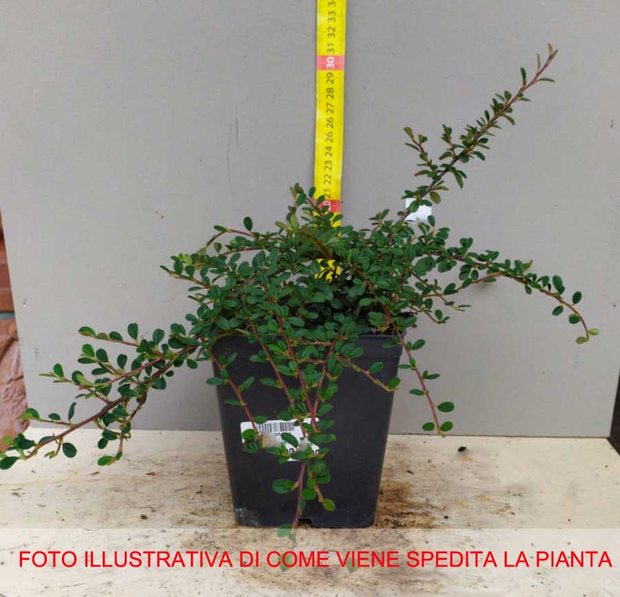 COTONEASTER COTOGNASTRO DAMMERI STREIB’S FINDLING VASO 12CM