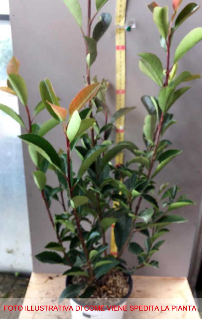 PHOTINIA RED ROBIN DA SIEPE IN VASO 17CM
