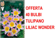 OFFERTA 40 BULBI TULIPANI LILIAC WONDER