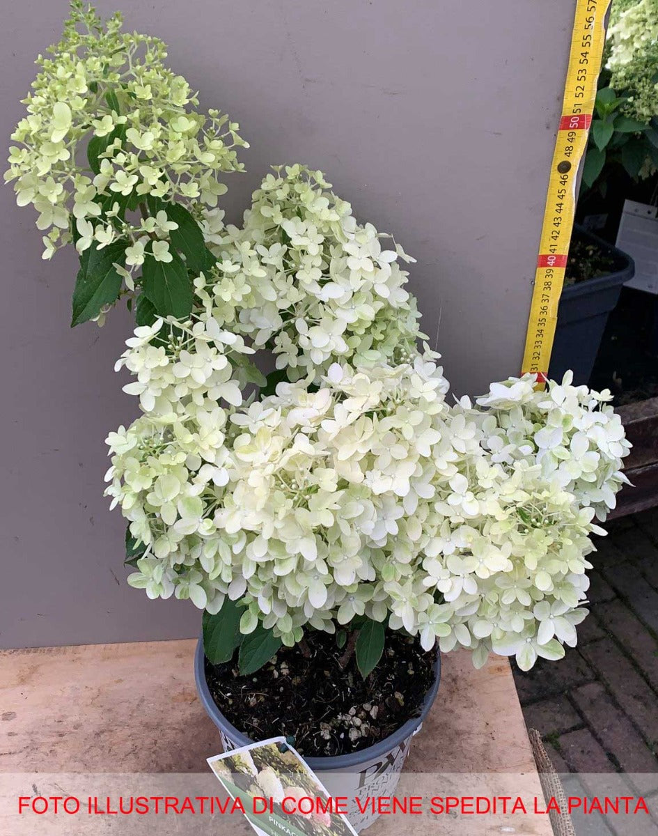 ORTENSIA HYDRANGEA PANICULATA PINKACHUVASO 18CM