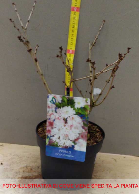 PRUNUS INCISA OSHIDORII CILIEGIO DA FIORE IN VASO 17CM