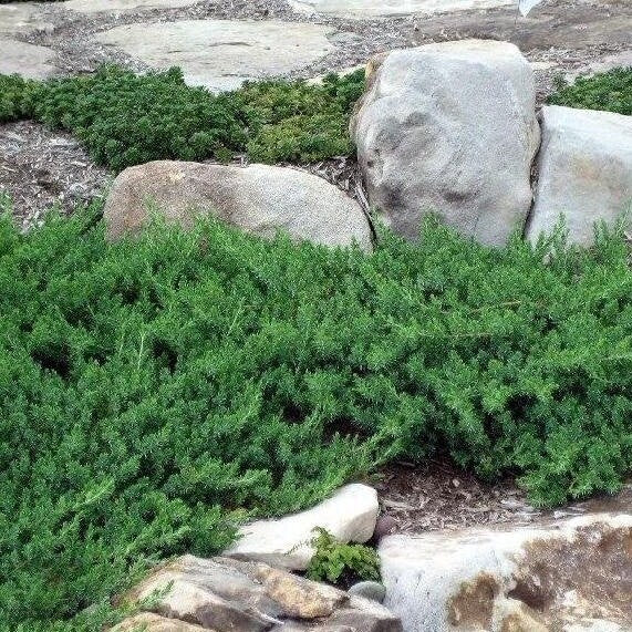 JUNIPERUS GINEPRO CONFERTA BLUE PACIFIC IN VASO 18CM