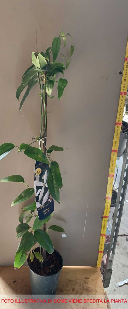 CLEMATIDE ARMANDII VASO 16CM