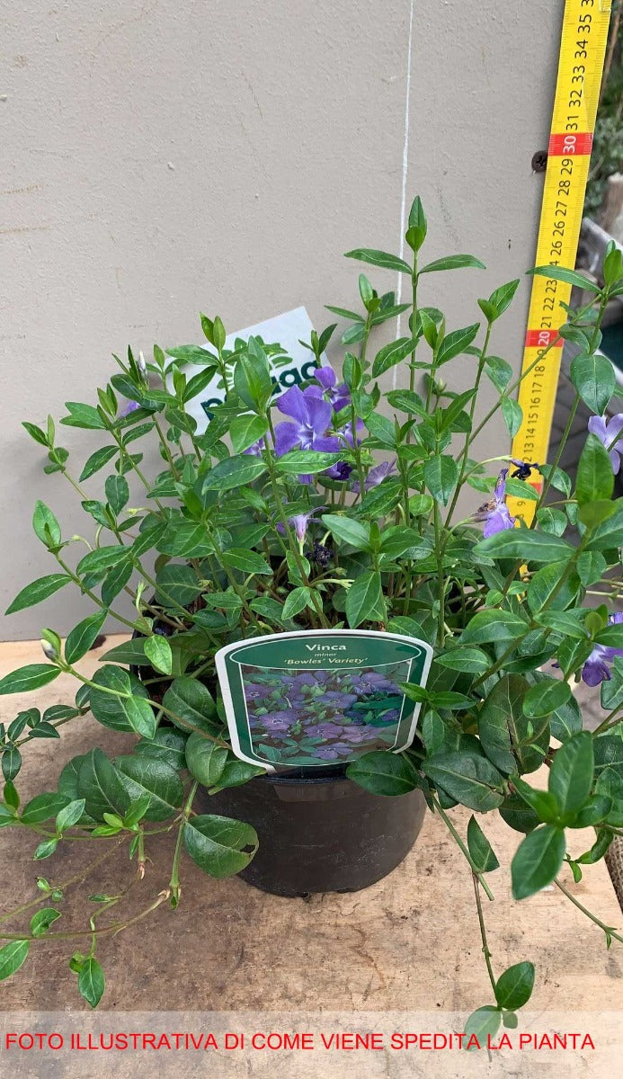 VINCA MINOR BOWLES VARIETY VASO 17CM