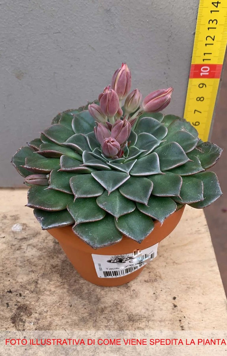 TACITUS GRAPTOPETALUM VASO 9CM