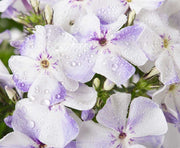 PHLOX PANICULATA FLAME LIGHT BLUE VASO 9CM