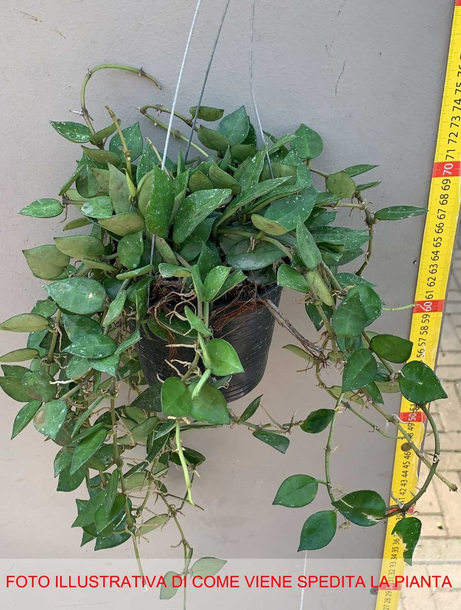 HOYA KROHNIANA FIORE DI CERA IN VASO 10CM