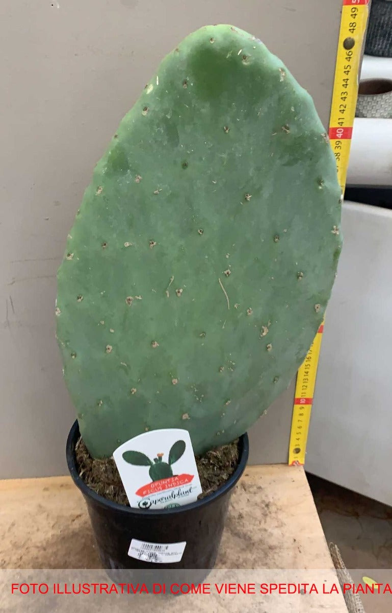 FICO D'INDIA OPUNTIA INDICA VASO 17CM