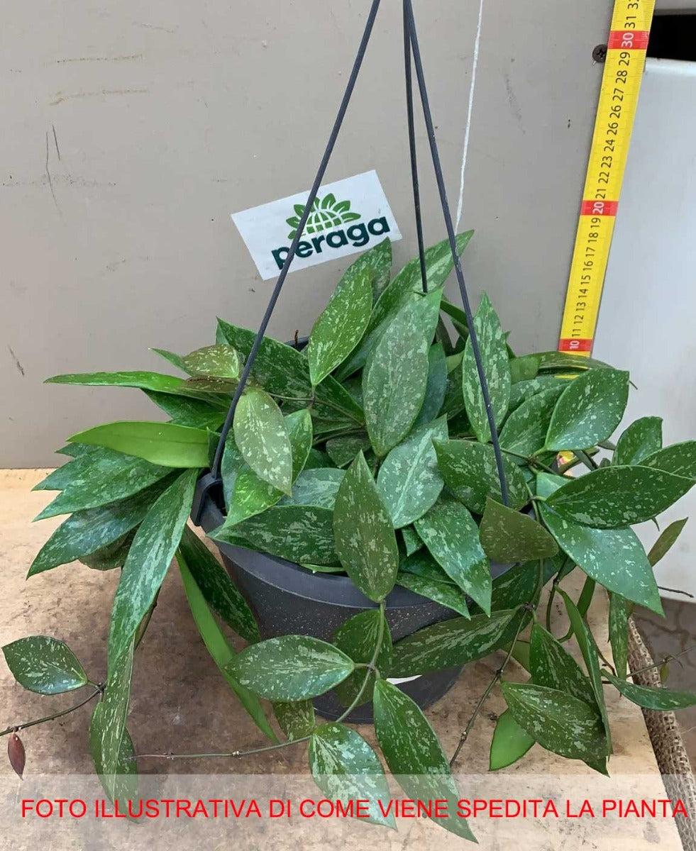 HOYA GRACILIS FIORE DI CERA VASO 19CM