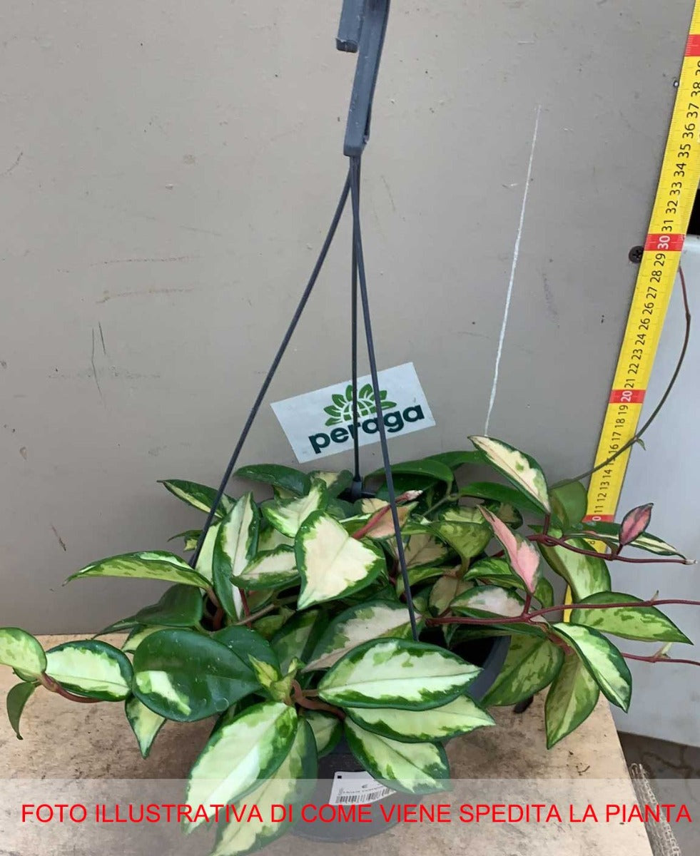 HOYA CARNOSA TRICOLOR FIORE DI CERA VASO 19CM