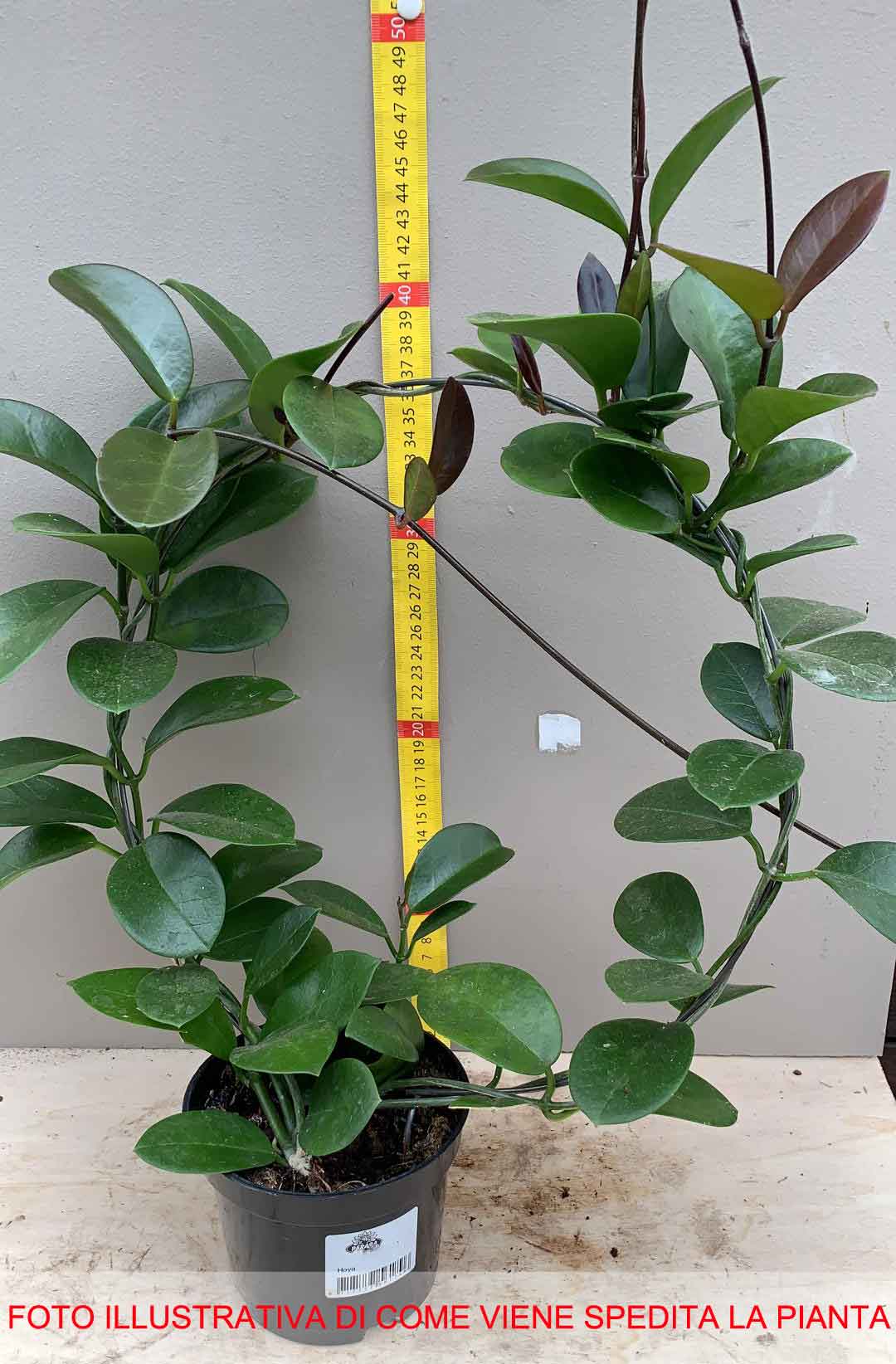 HOYA AUSTRALIS FIORE DI CERA VASO 12CM