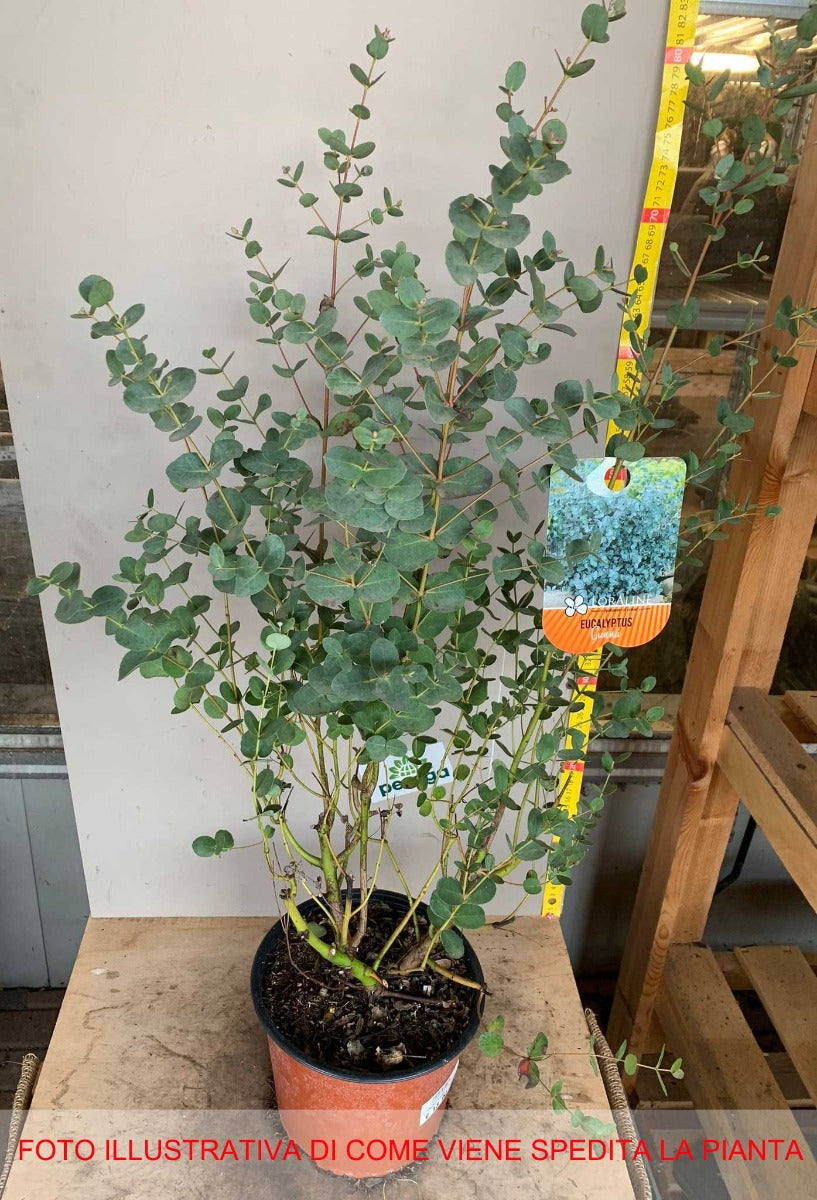 EUCALYPTUS GUNNII O EUCALIPTO DEL SIDRO VASO 19CM