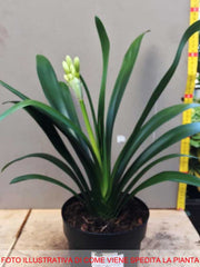CLIVIA MINIATA GIALLA IN VASO 15CM