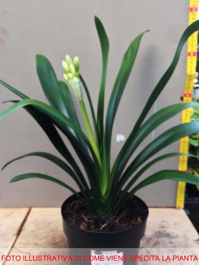 CLIVIA MINIATA GIALLA IN VASO 15CM