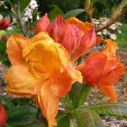 AZALEA  MOLLIS GLOWING EMBER VASO 24CM