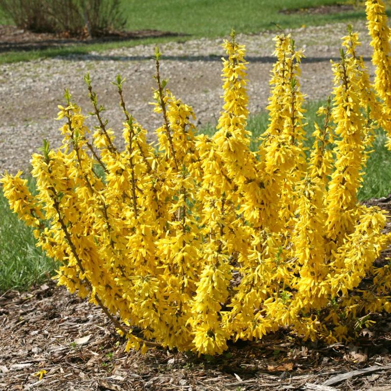 FORSYTHIA FORSIZIA INTERMEDIA NIMBUS IN VASO 18CM