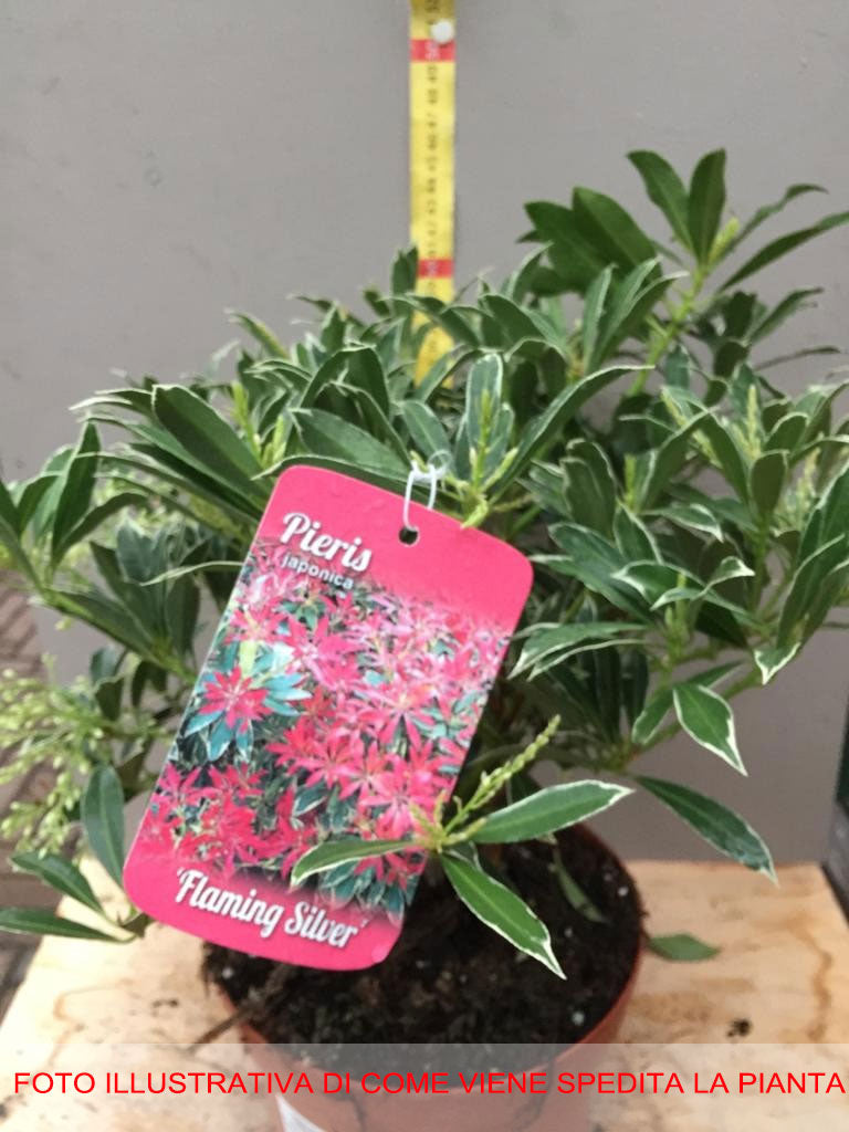 PIERIS JAPONICA FLAMING SILVER VASO 19CM
