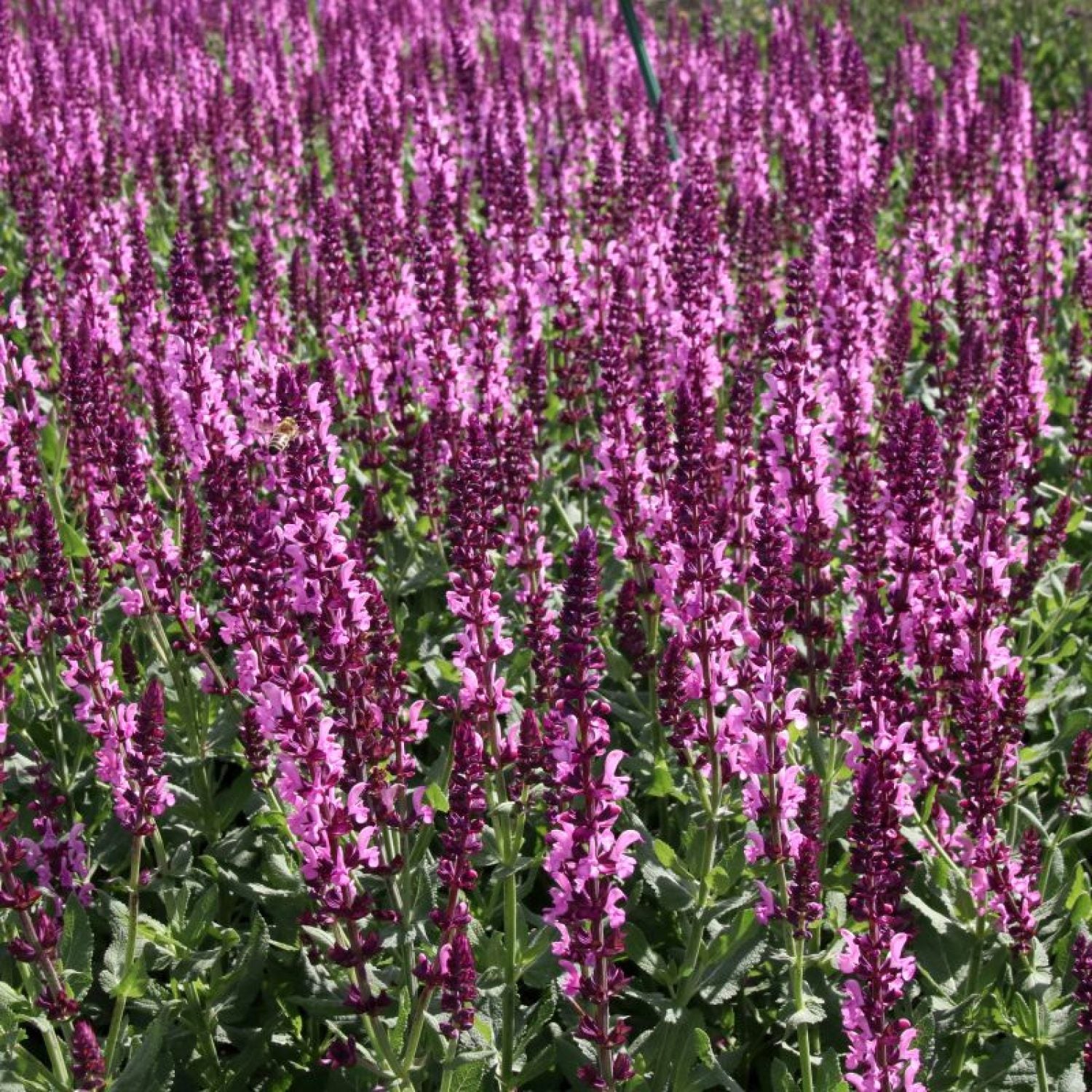 Salvia Nemorosa Sens. Pink in vaso da 14cm