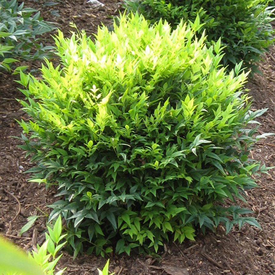 NANDINA DOMESTICA LEMON AND LIME IN VASO 17CM