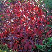 CORNUS ALBA KESSELRINGII IN VASO 19CM