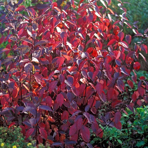 CORNUS ALBA KESSELRINGII IN VASO 19CM