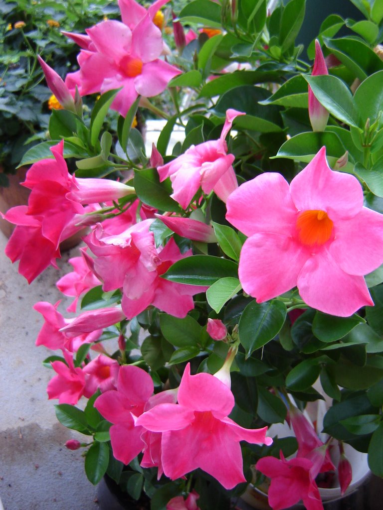 DIPLADENIA ROSA VASO 14CM