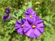 SOLANUM RANTONNETII VASO 14CM