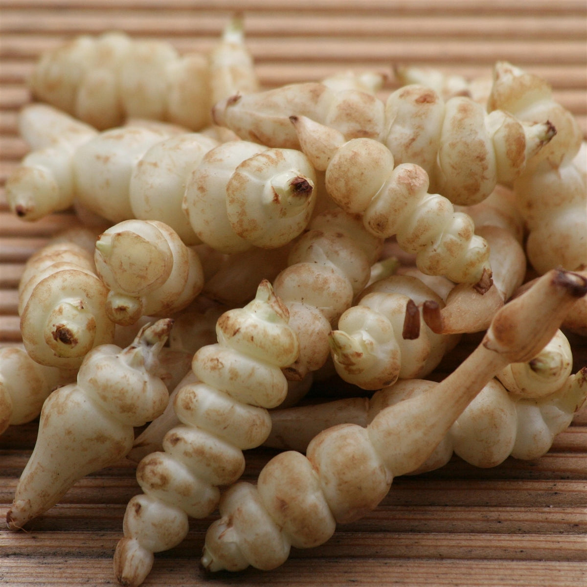 TUBERINA (CARCIOFO CINESE) DA SEMINARE 50 GR