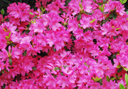 AZALEA JAPONICA GIRARD'S FUCHSIA VASO 19CM