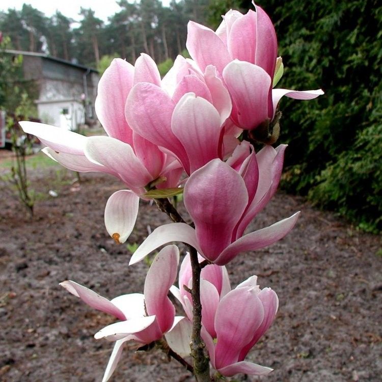 MAGNOLIA FRAGRANT CLOUD VASO 21CM