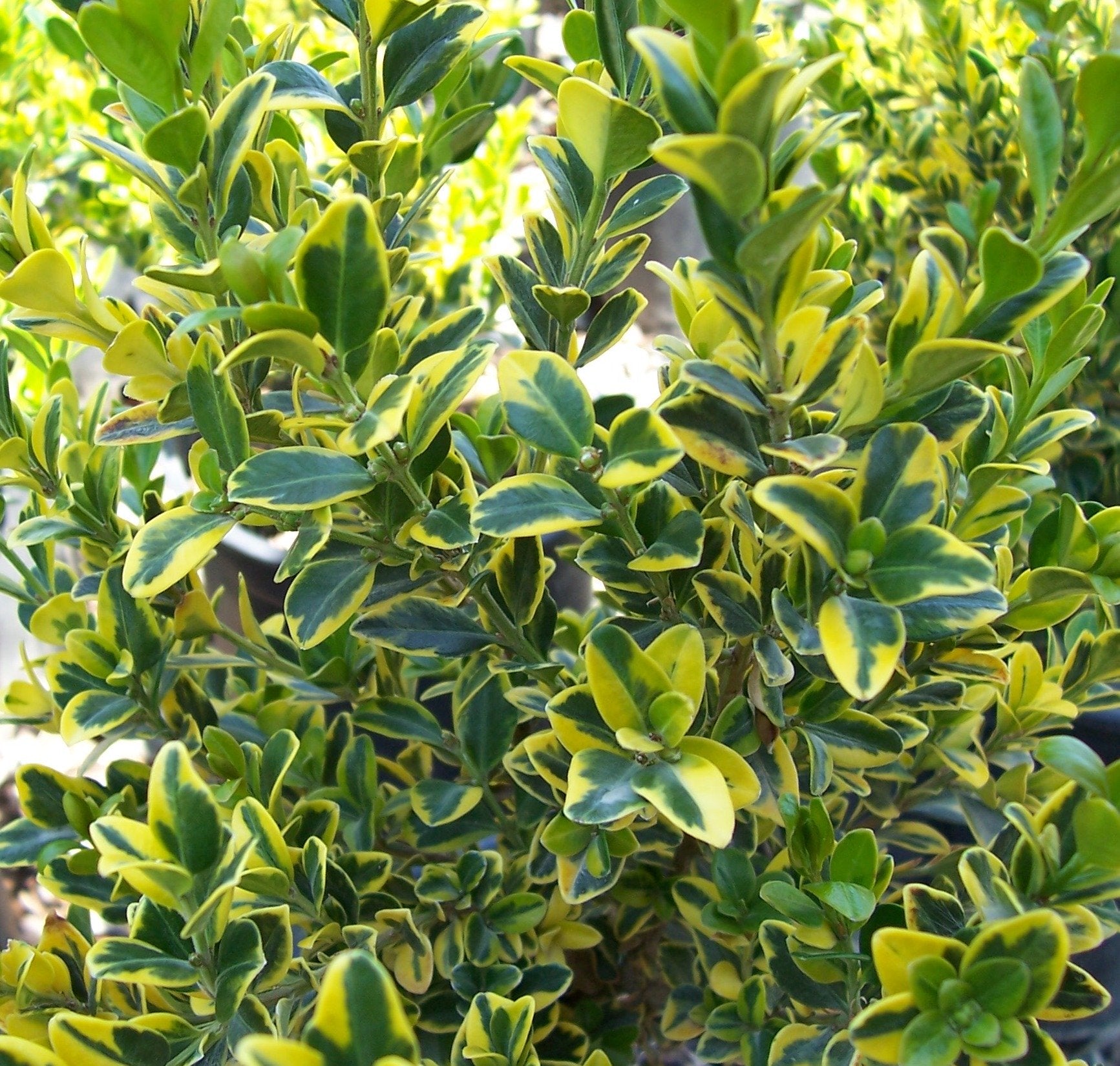 BUXUS MICROPHYLLA GOLDEN TRIUMPH VASO 17CM