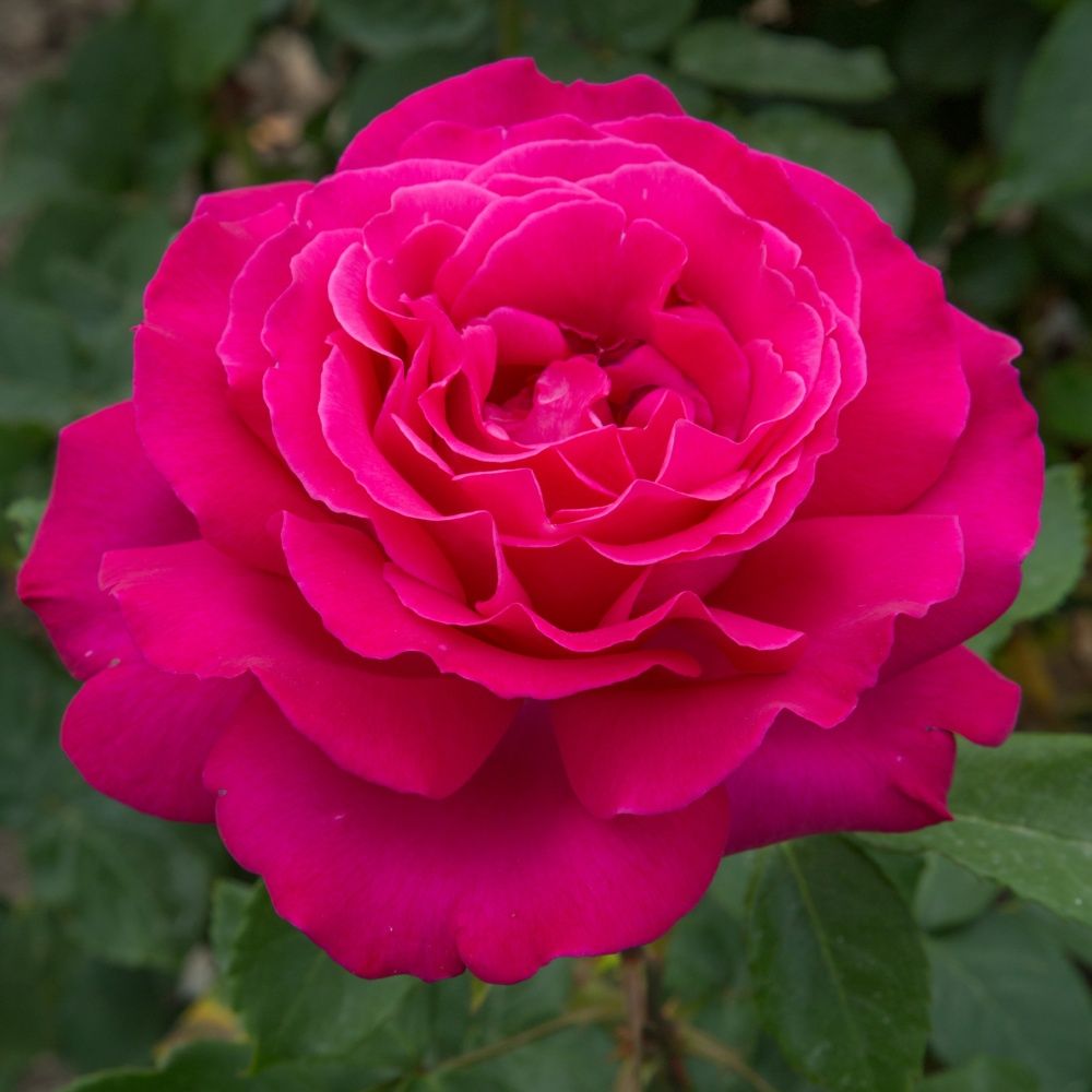 ROSA VELASQUEZ IN VASO 19CM