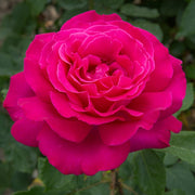 ROSA VELASQUEZ IN VASO 19CM