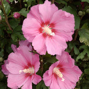 IBISCO SYRIACUS PINK GIANT IN VASO 24CM