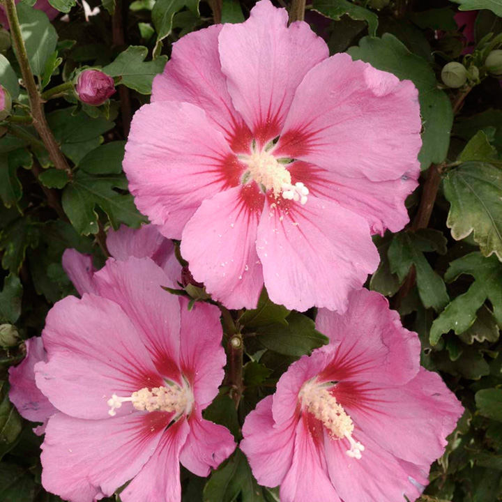 IBISCO SYRIACUS PINK GIANT IN VASO 24CM