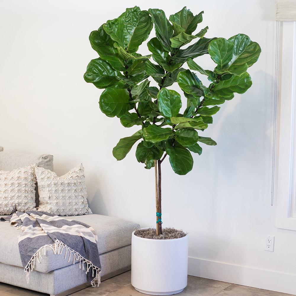 FICUS LYRATA VASO 21CM