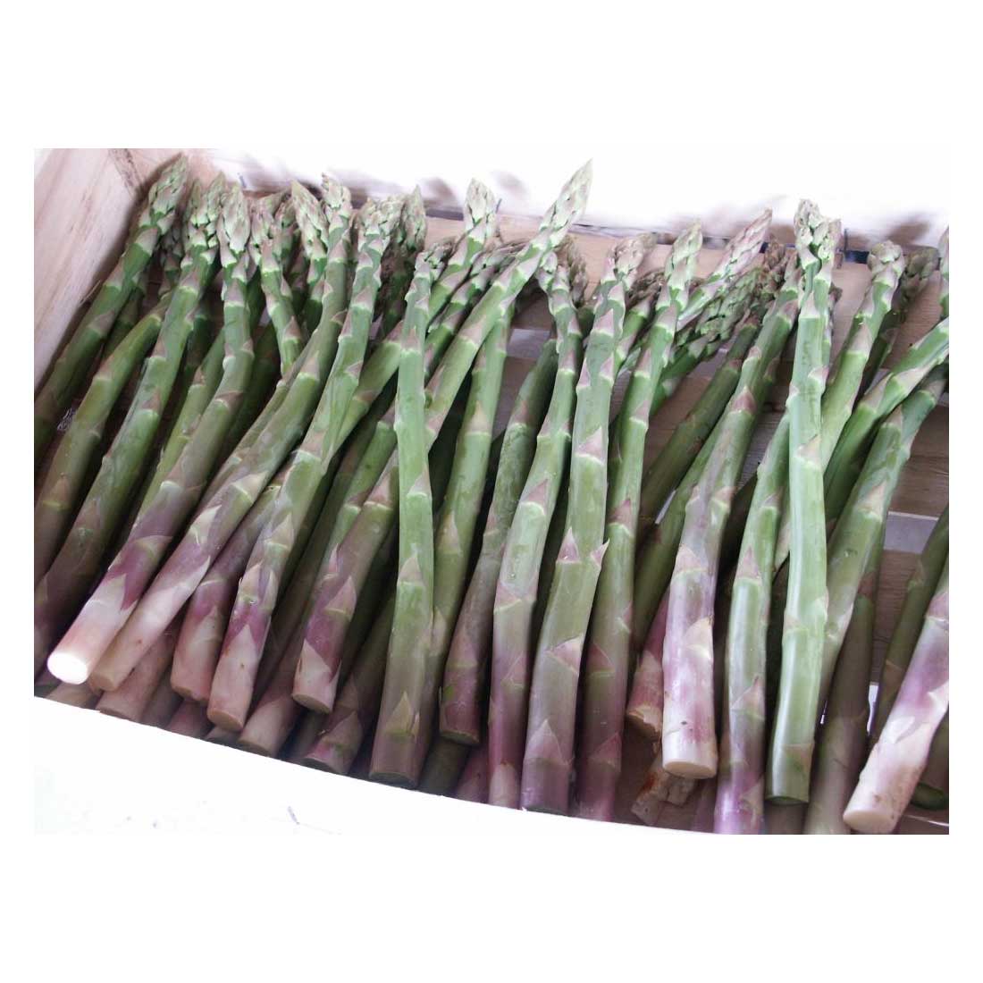 ASPARAGO VERDE VERTE 10 ZAMPE PZ