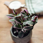 TRADESCANTIA NANOUK VASO 14CM
