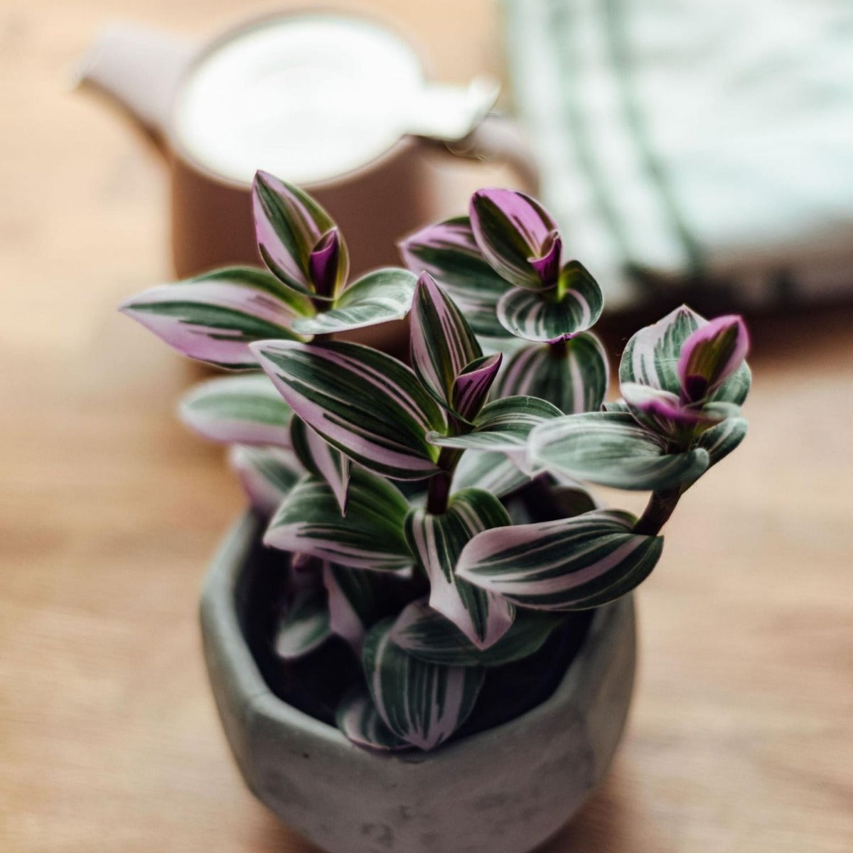 TRADESCANTIA NANOUK VASO 14CM