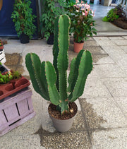 EUPHORBIA INGENS VASO 17CM