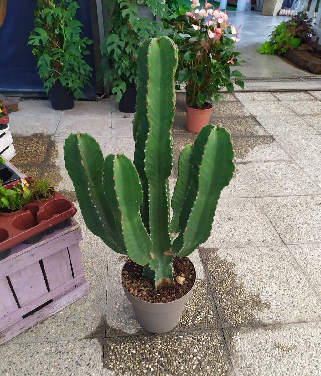 EUPHORBIA INGENS VASO 17CM