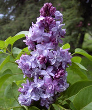 LILLA O SYRINGA VULGARIS NADEZHDA VASO DA 21CM