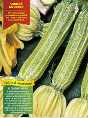 3 PIANTE IN VASO Ø10CM DI ZUCCHINO COSTOLUTO FIORENTINO
