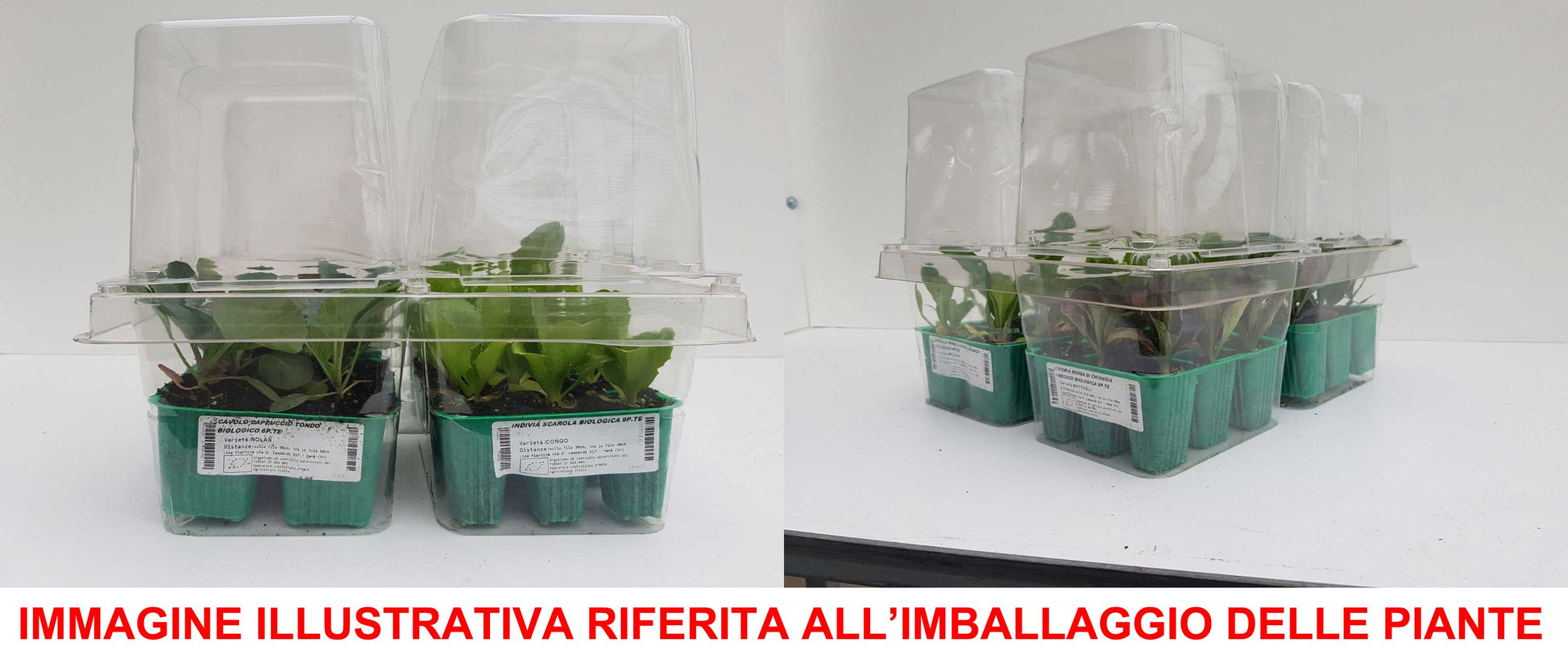 9 PIANTE IN PACK SCAROLA VERDE BUBIKOPF ORTOMIO
