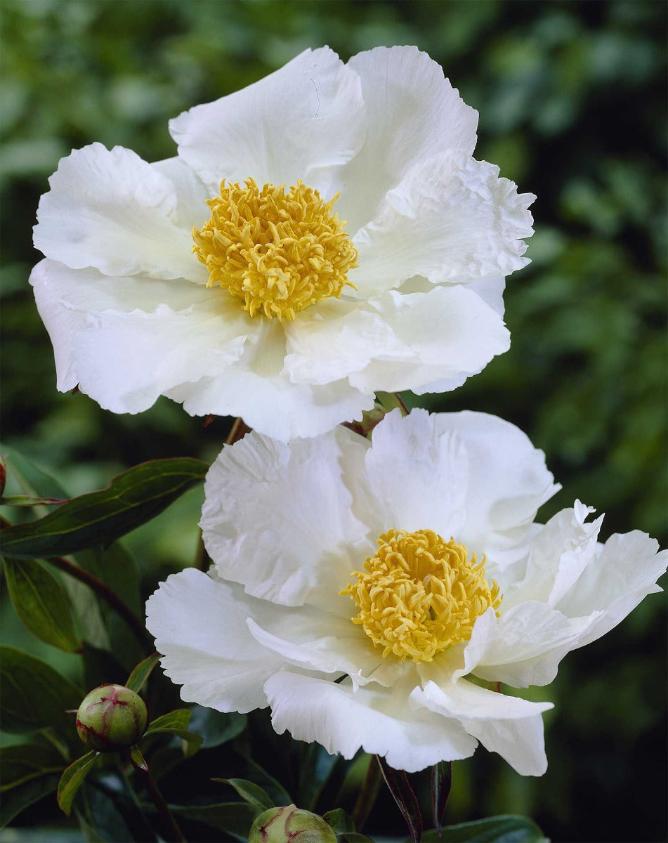 PEONIA LACTIFLORA WHITE CAROLINE VASO 23CM