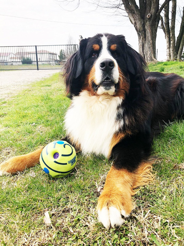 DOGGIES BALL GIOCO PER CANE